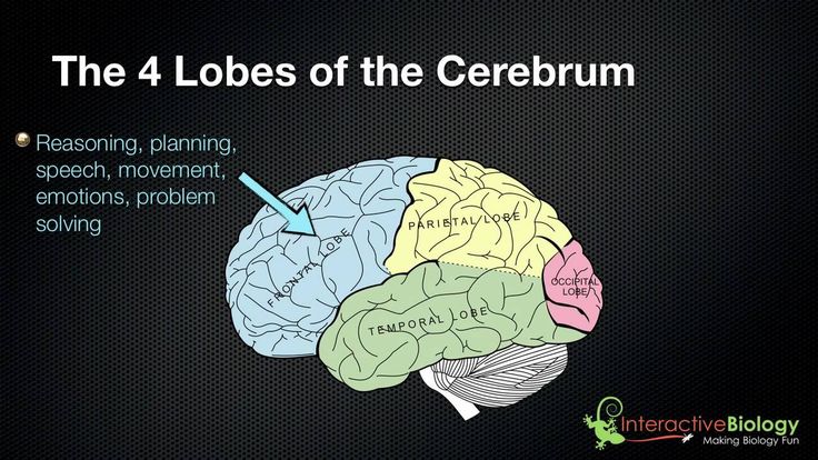 025 The 4 Lobes Of The Cerebrum And Their Functions Youtube