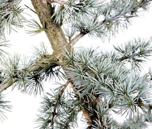 10 Blue Atlantic Cedar Uses