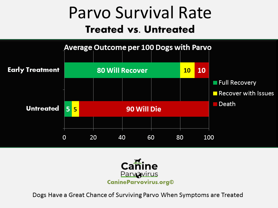 10 Canine Respiratory Rates For Better Health