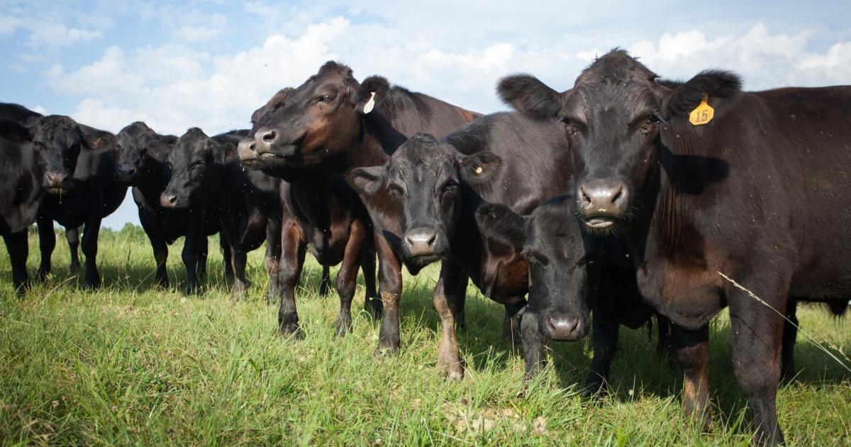 10+ Cattle Estrous Tips For Increased Fertility