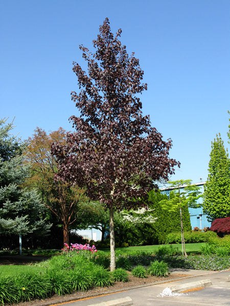 10+ Crimson Maple Secrets For Lush Landscaping