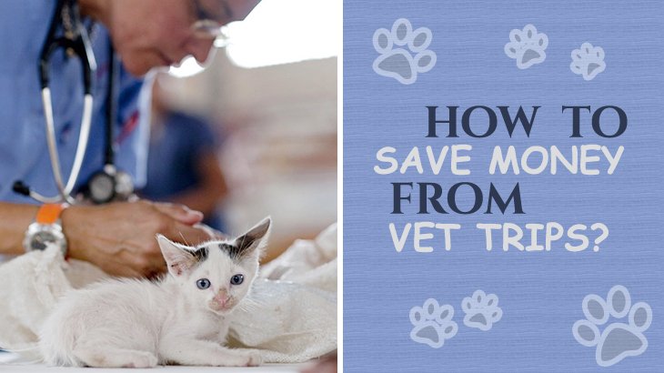 10 Discount Vet Tips To Save Money