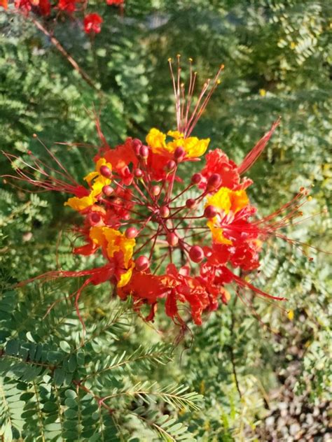 10 Mexican Bird Of Paradise Plant Care Tips