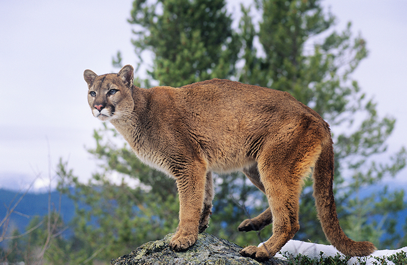 10+ Mountain Lion Safety Secrets To Protect You