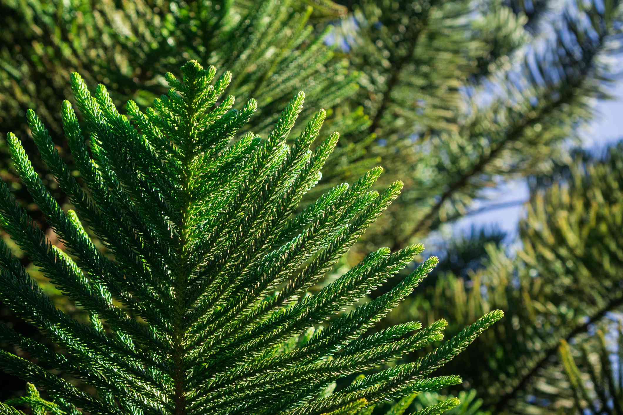 10+ Norfolk Island Pine Uk Growing Secrets