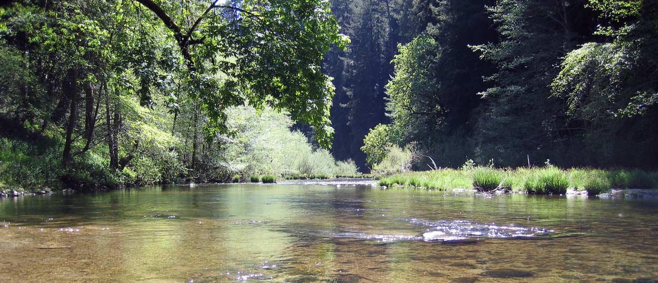 10+ Redwoods Secrets For A Perfect Hike