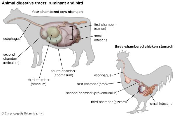 10 Ruminant Animal Facts For Better Understanding