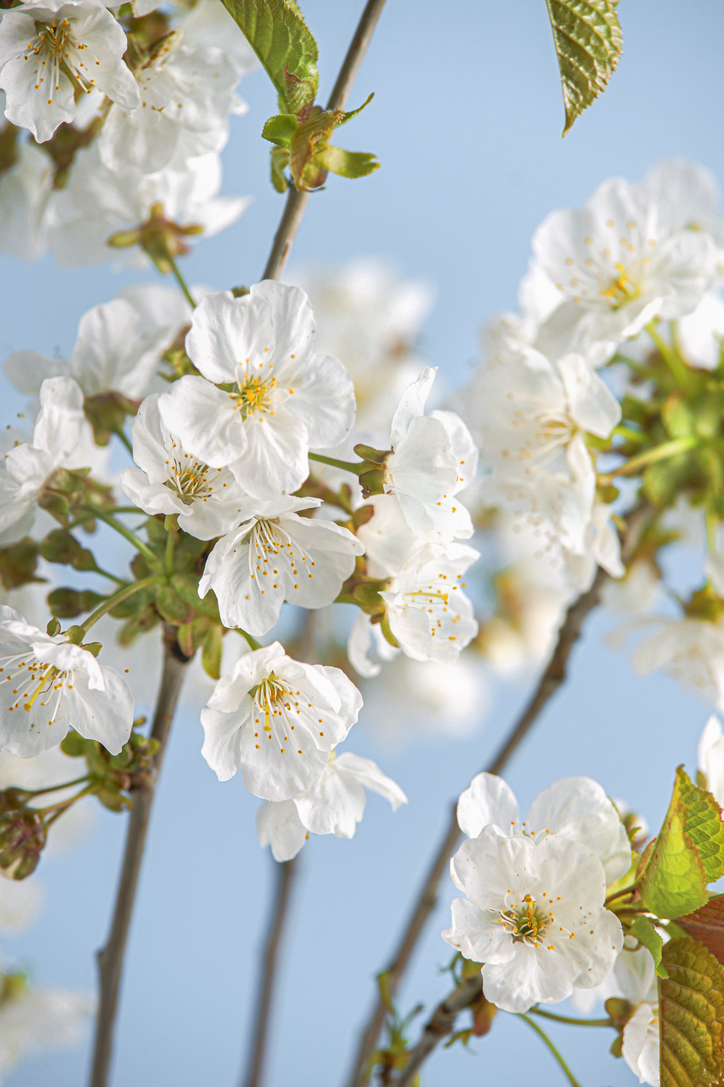 10+ White Flowering Trees For Perfect Landscapes