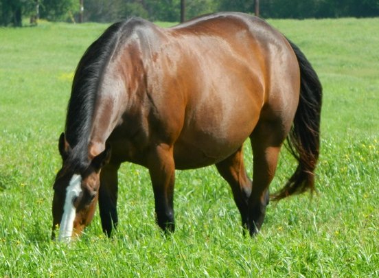 11 Horse Pregnancy Facts For Better Care