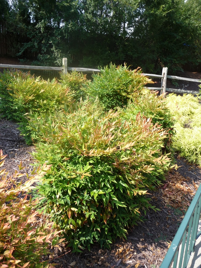 11 Nandina Gulf Stream Tips For Easy Care