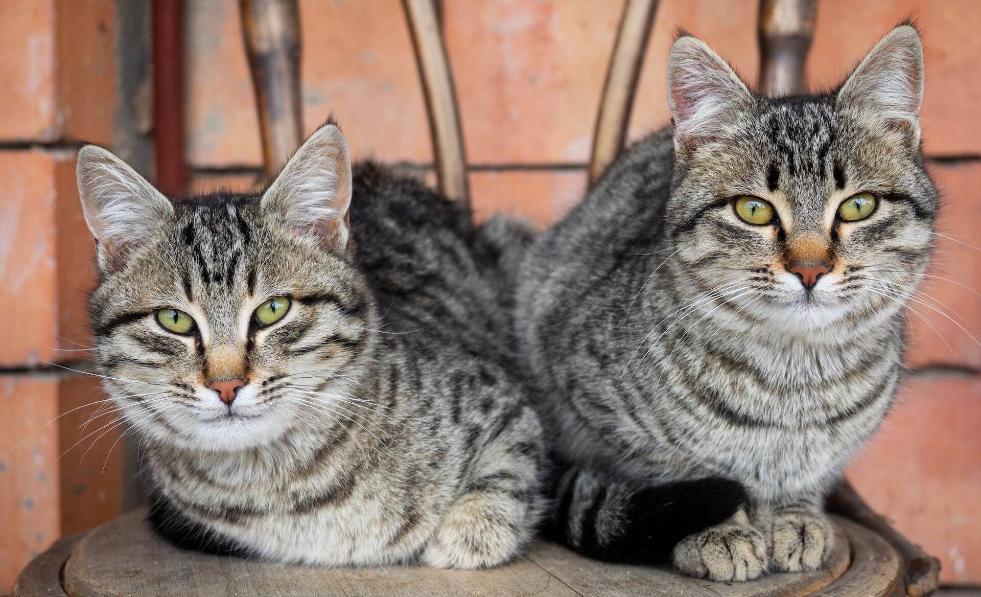 11 Tabby And White Cat Facts To Know