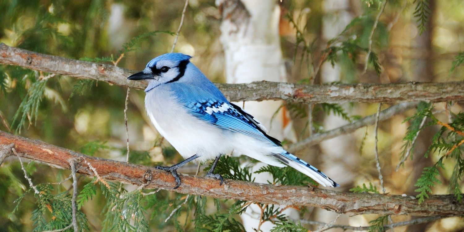 12 Blue Jay Bird Facts To Know Immediately