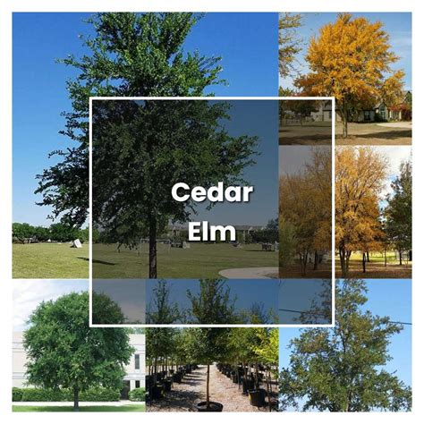 12 Cedar Elm Tree Care Tips For Healthy Growth