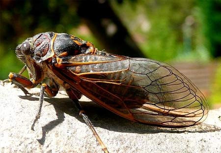 12 Cicadas Bite Facts To Know