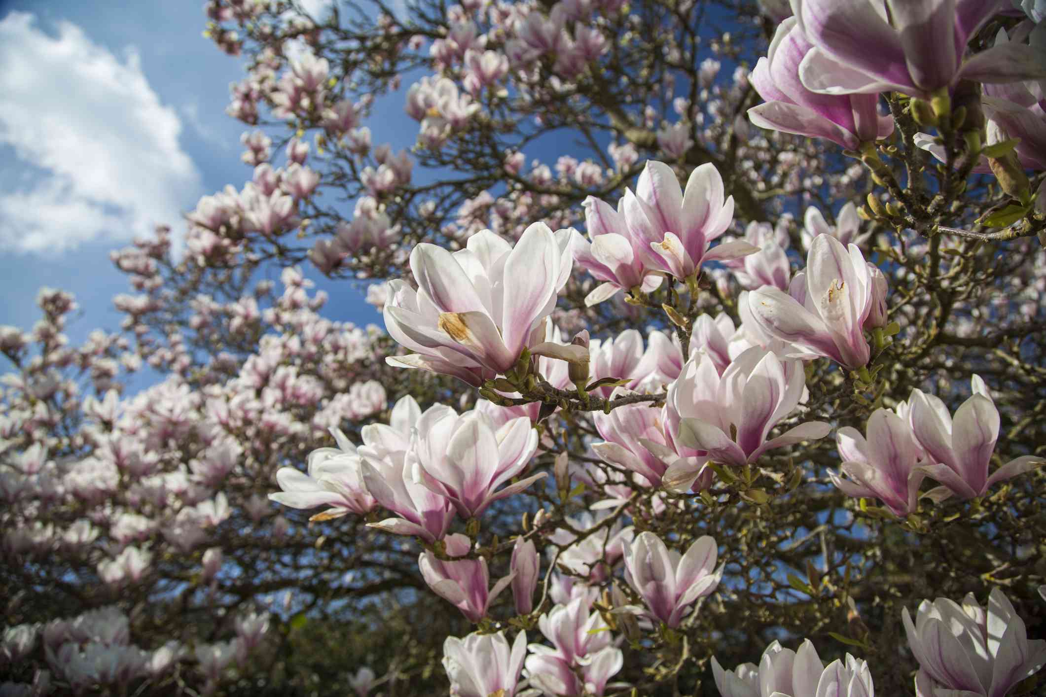 12 Common Species Of Magnolia Trees And Shrubs