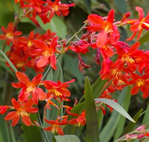 12 Crocosmia Carmine Brilliant Tips For Vibrant Blooms