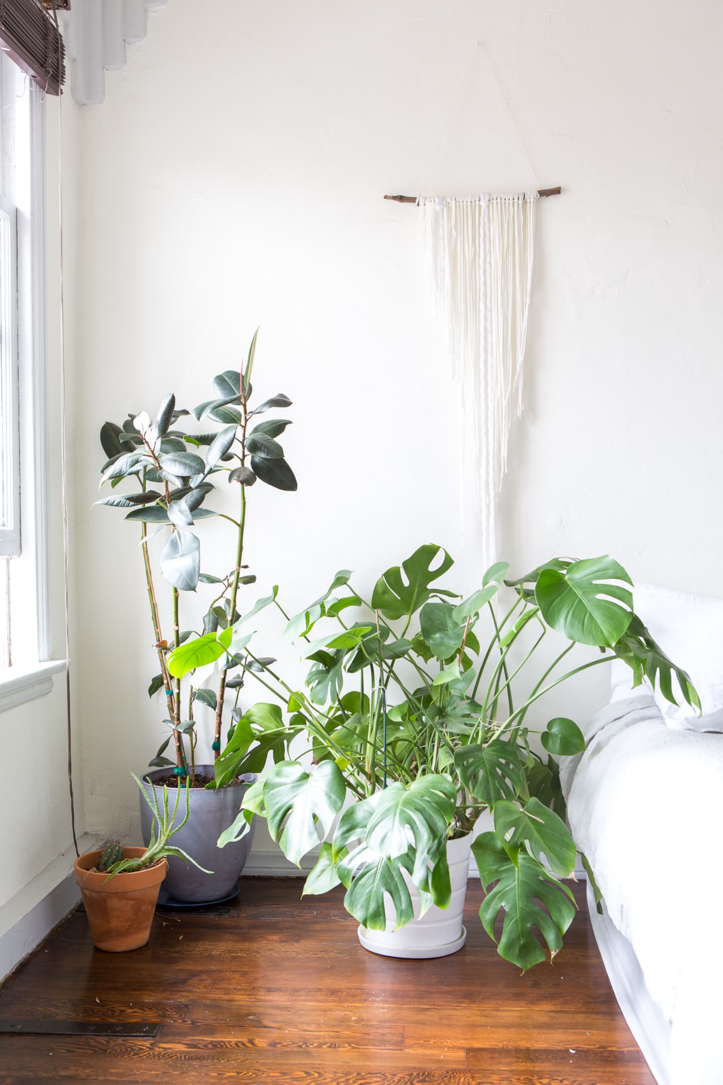 12+ Easy Monstera Growing Tips