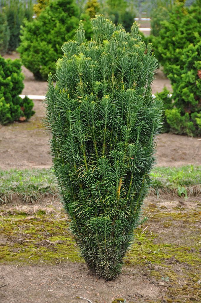 12+ Japanese Plum Yew Landscaping Ideas