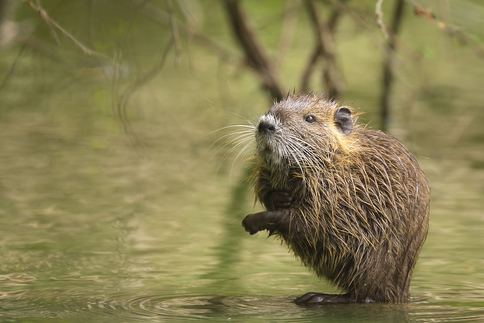 12 Muskrats Facts To Stay Safe