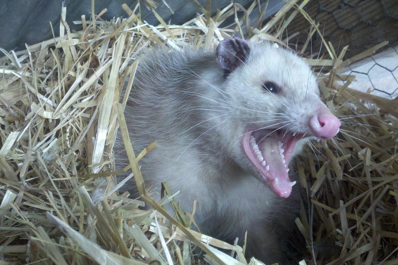 12+ Possums Eating Ticks Benefits