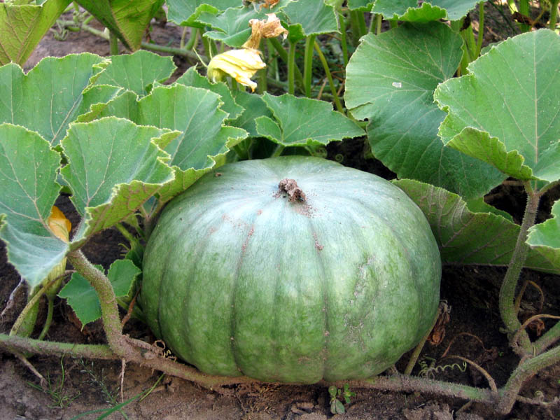 12 Queensland Blue Squash Facts For Better Health