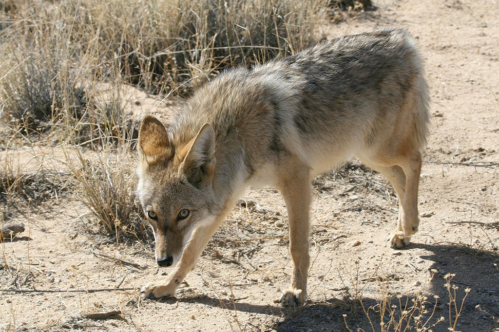 12+ Reasons Coyotes Howl Tonight