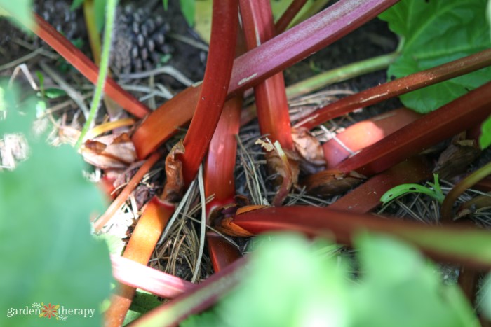 12 Rhubarb Harvest Tips For Perfect Stalks