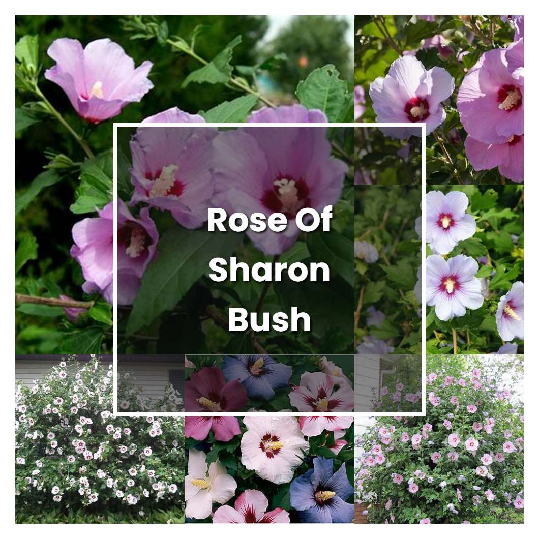 12 Rose Of Sharon Bush Care Tips For Bloom