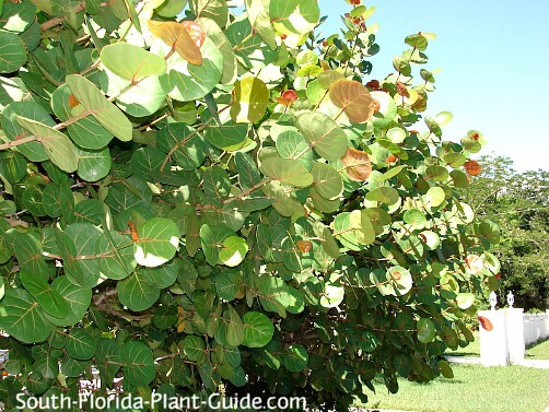 12 Sea Grape Plant Tips For Easy Growth