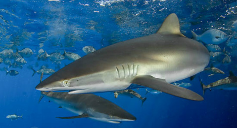 12 Silky Shark Max Length Facts Revealed