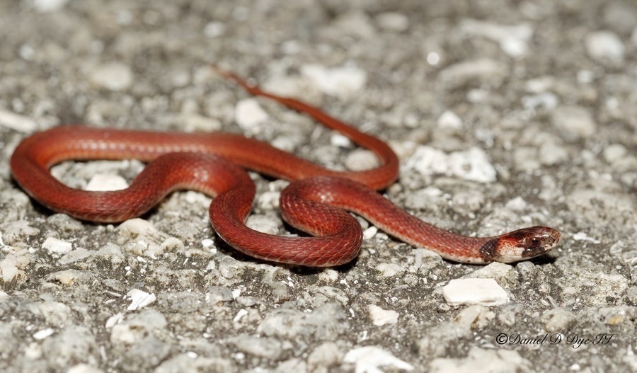 12+ Tips To Identify Florida Brown Snakes Safely