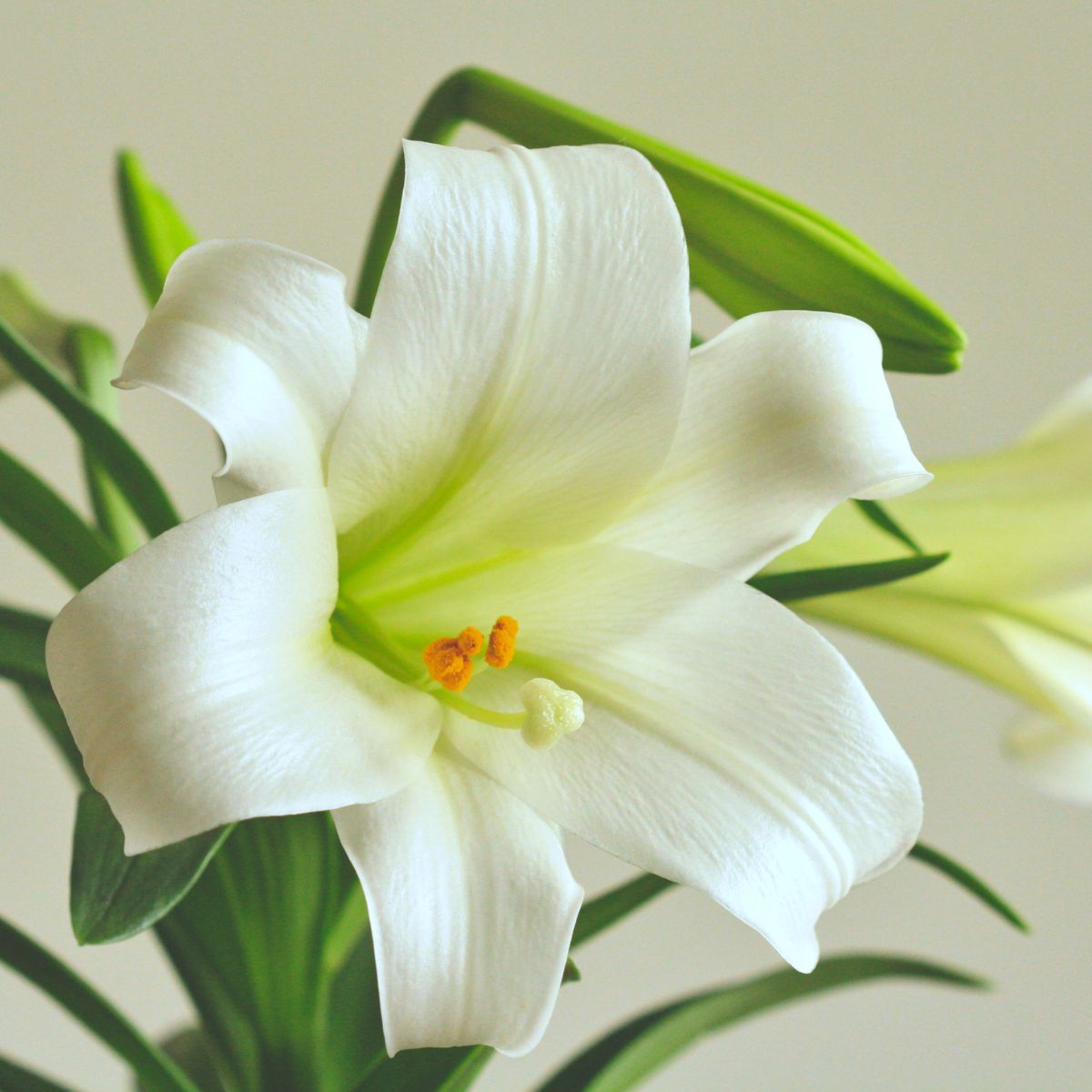 12+ Ways To Keep Your Easter Lilies Fresh