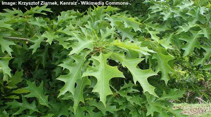 12 White Oak Leaves Uses For Better Landscaping