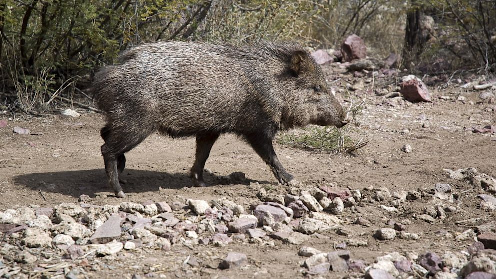 12 Wild Pigs In Arizona Safety Tips