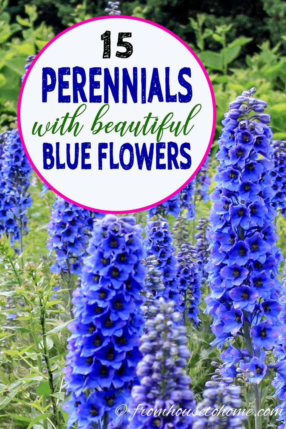 15 Of The Best Easy Care Perennials With Beautiful Blue Flowers Page 6 Of 16 Gardening