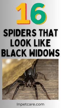 16 Spiders That Look Like Black Widows False Widows With Pictures