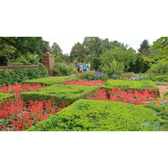 3 Buxus Green Velvet Boxwood Plant In A 2 5 Pot Walmart Com