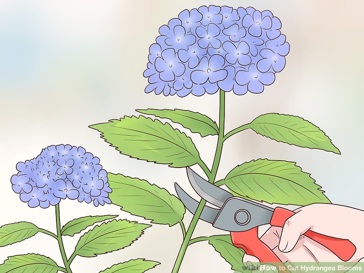 5 Tips For Long Lasting Cut Hydrangea Blooms