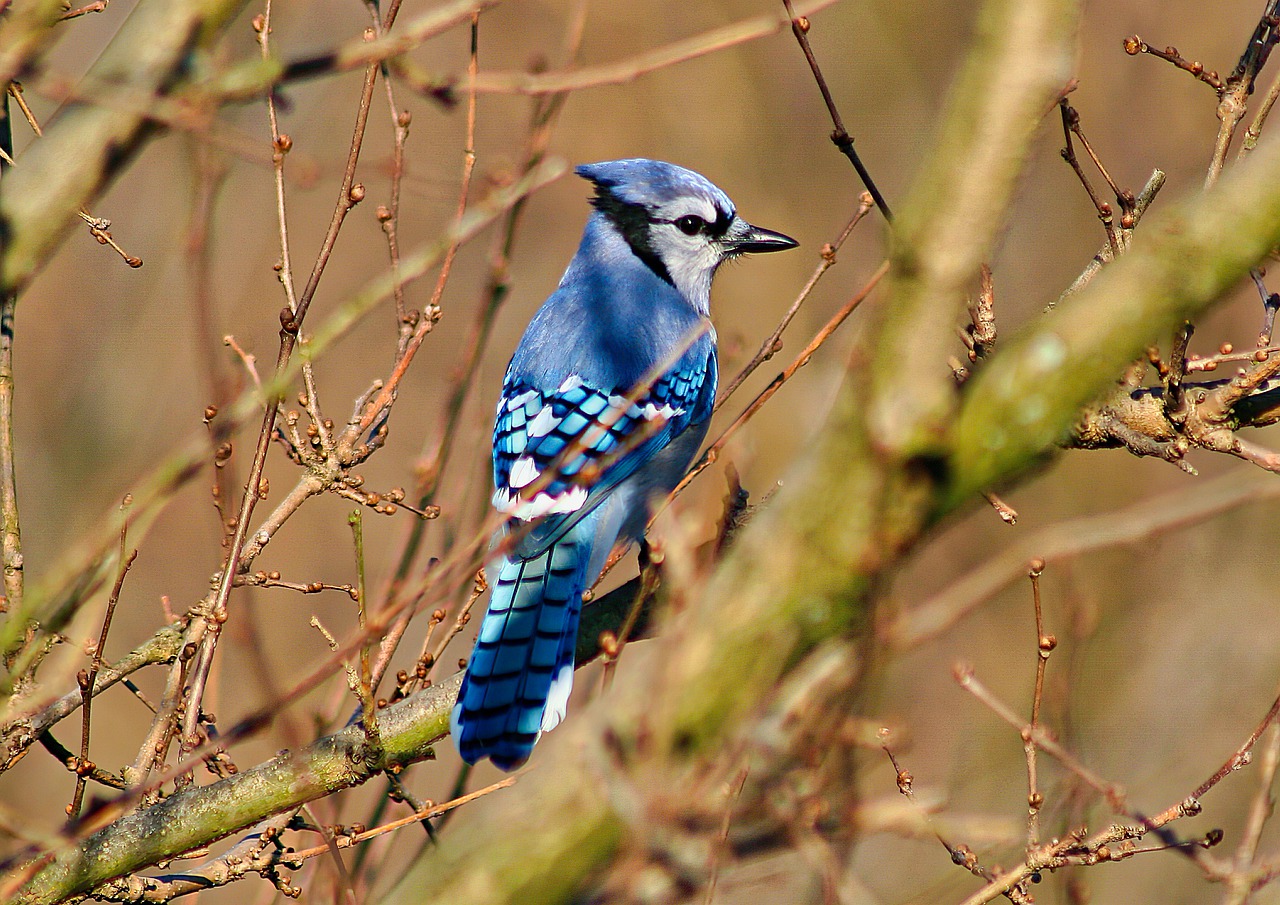 5 Unique Blue Jay Facts You Likely Didn T Know Bird Bites