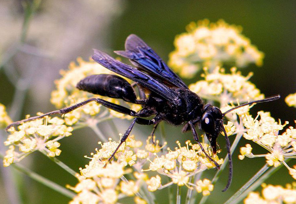 7 Blue Black Wasp Identification Tips To Save Lives