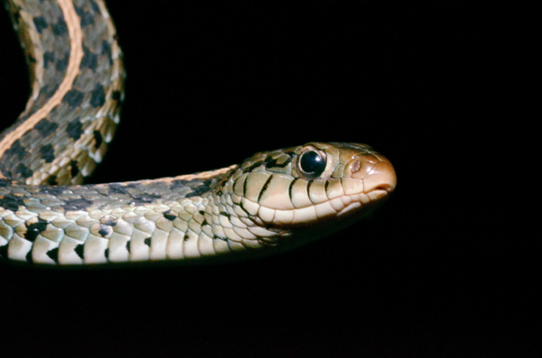 7 Blue Garter Snake Care Tips To Succeed