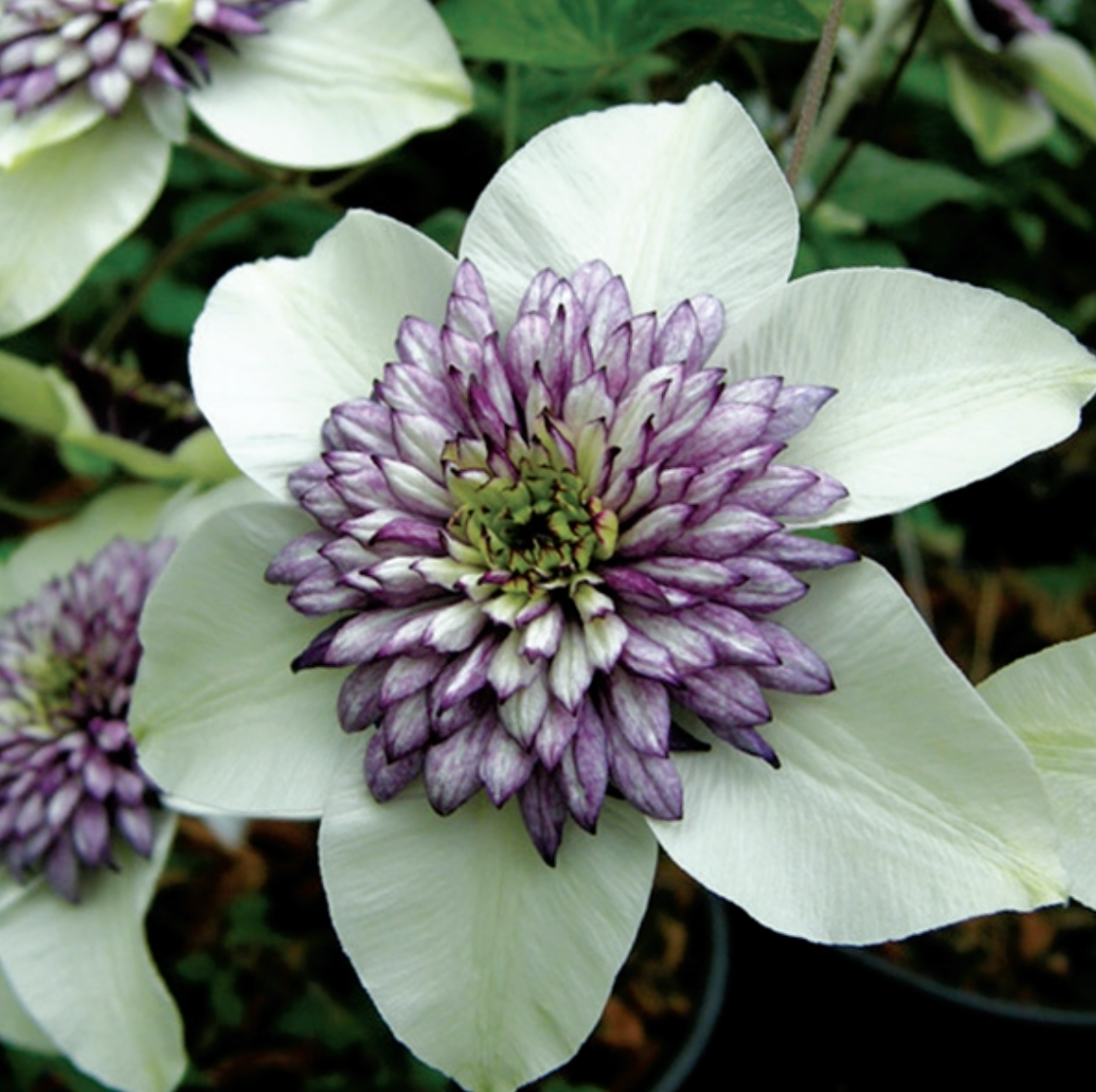 7 Clematis Florida Sieboldii Secrets For Perfect Blooms