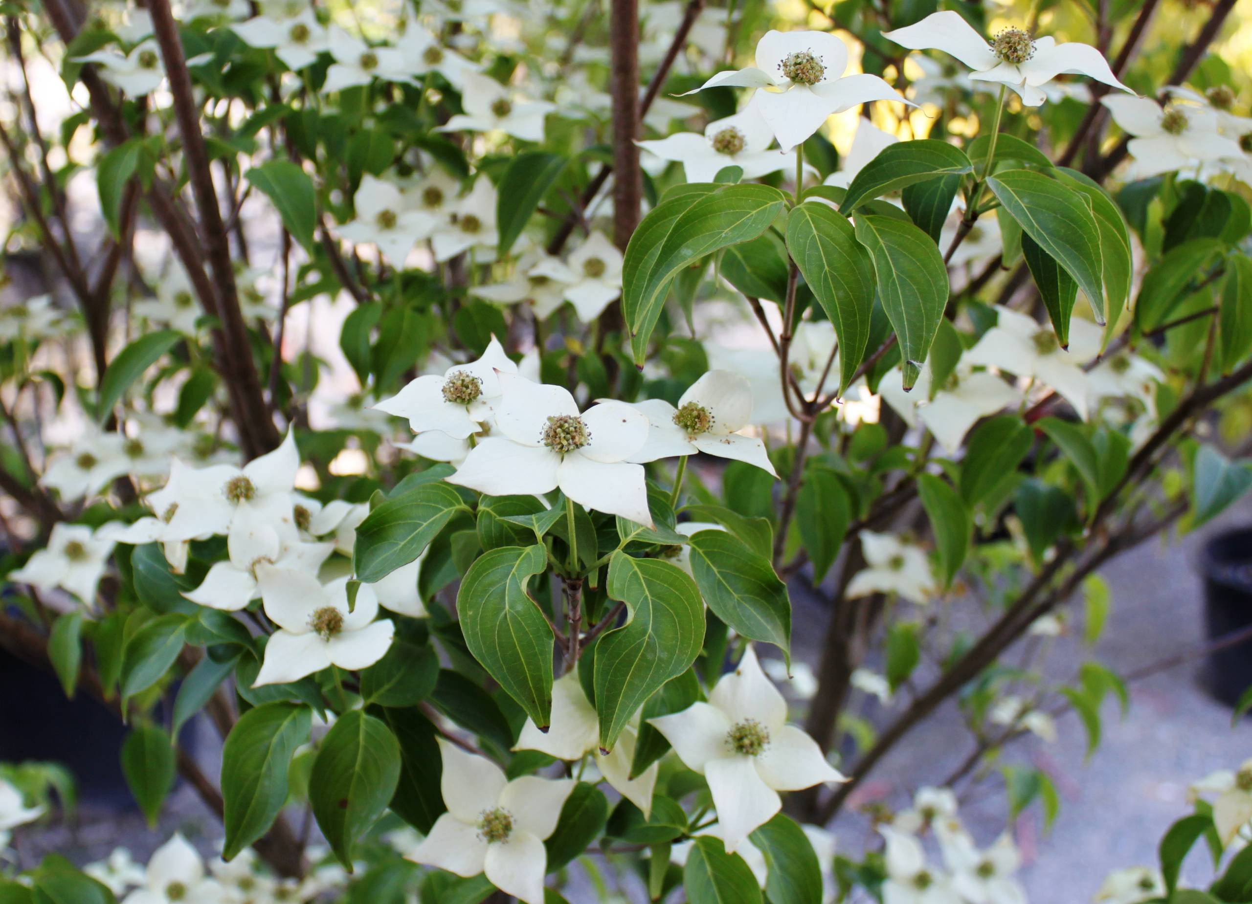 7 Cornus Kousa Milky Way Tips For Stunning Blooms