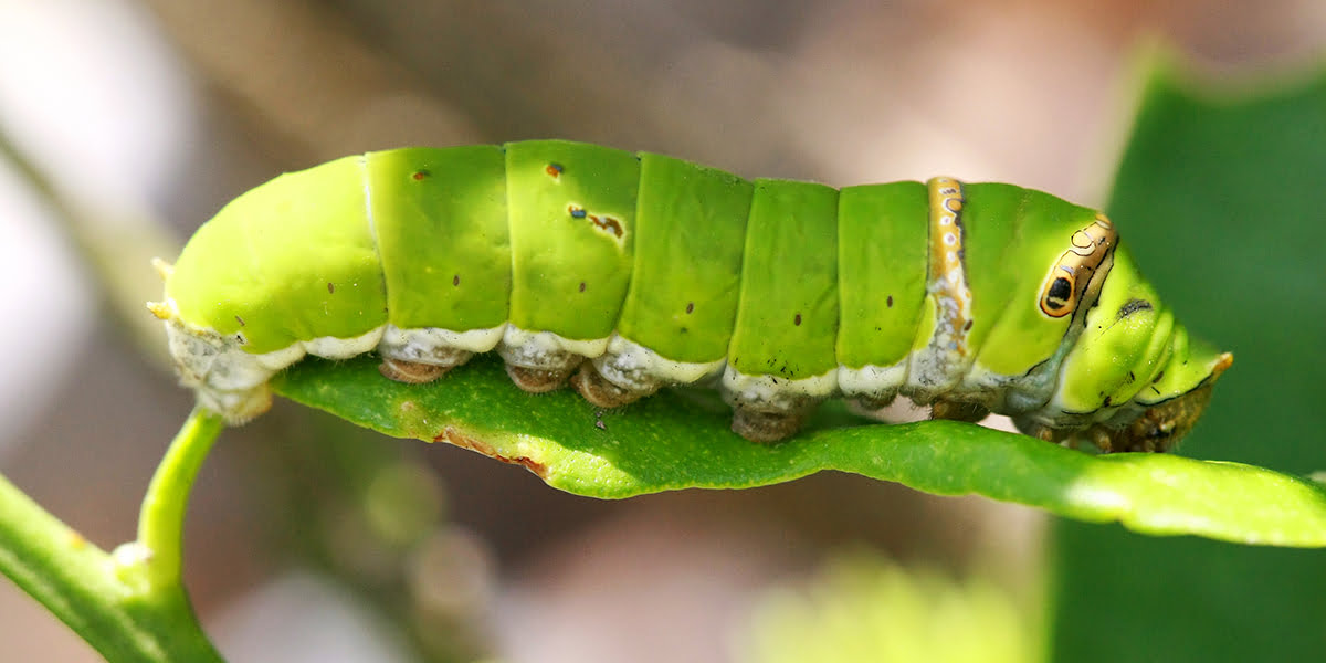 7 Hornworm Tips To Protect Your Garden