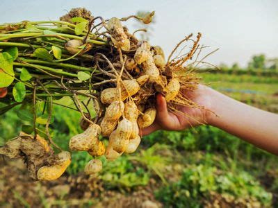 7 Reasons Growing Peanuts Is Illegal To Know