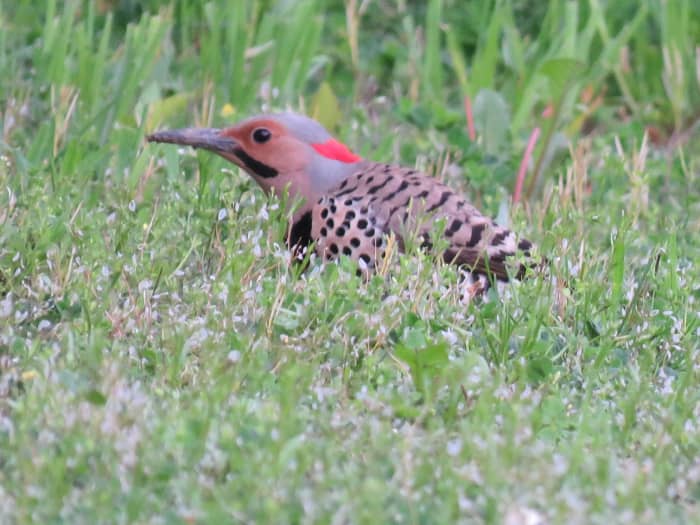 7 Types Of Woodpeckers In Pennsylvania And The Northeast Owlcation