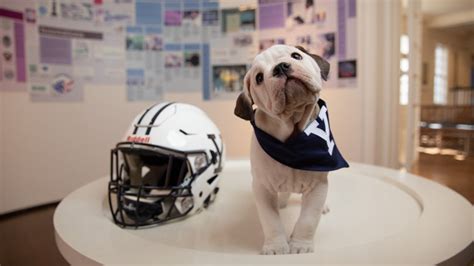 7 Uga Mascot Secrets Every Fan Loves