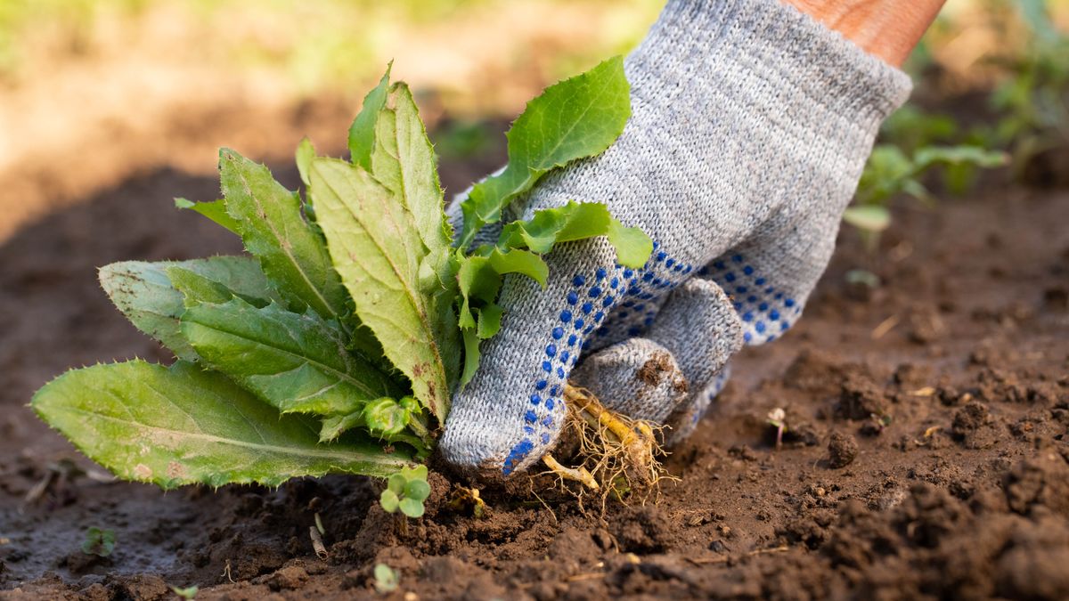 What Are Natural Killer Weeds? Effective Removal Tips - Neh Institute Hub