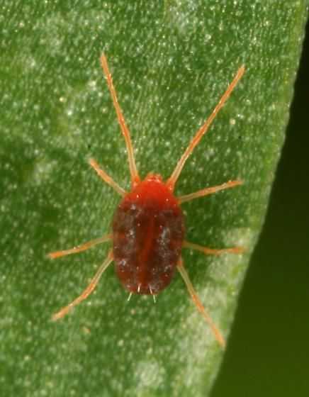 70 Awesome Tiny Red Bugs On Indoor Plants Insectza