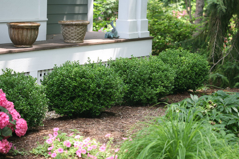 8 Practical Alternatives To Boxwood Shrubs Proven Winners